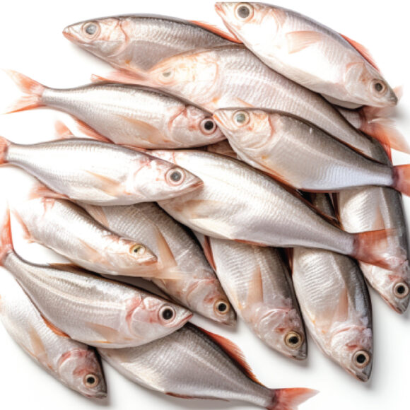 Seafood